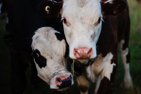 close-up-photography-of-cows-735971
